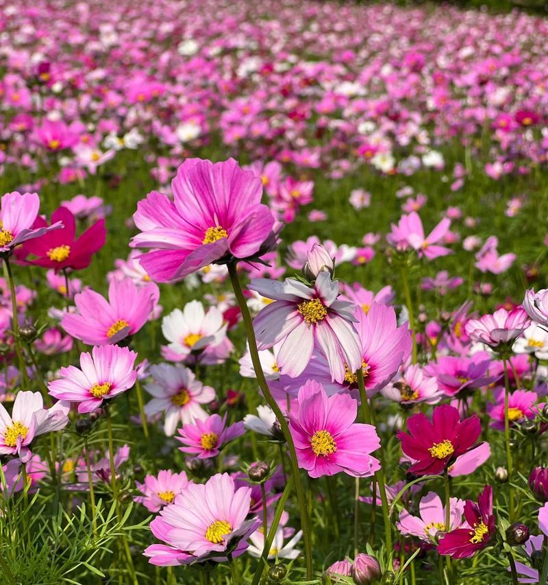冬季宿根花卉有哪些？宿根花卉的冬季护理方法？