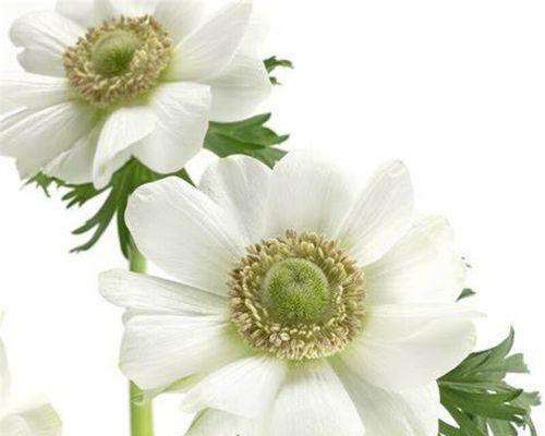 冬季宿根花卉有哪些？宿根花卉的冬季护理方法？