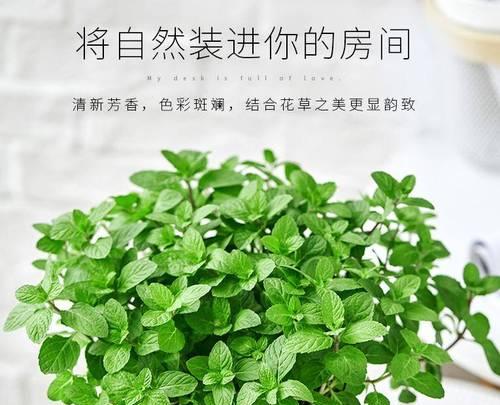 薄荷品种有哪些？如何养护薄荷品种？