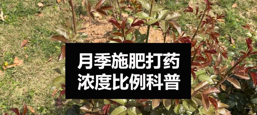 盆栽月季施肥的最佳时机和方法是什么？如何避免肥害？
