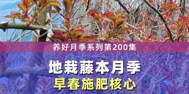 盆栽月季施肥的最佳时机和方法是什么？如何避免肥害？
