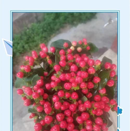花卉火龙株的种植步骤和注意事项？