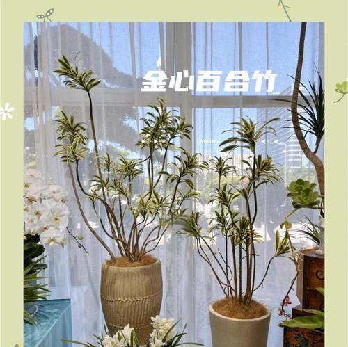 富贵叶子的养护方法是什么？富贵叶子如何保持健康生长？