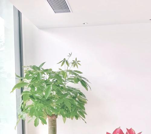 富贵叶子的养护方法是什么？富贵叶子如何保持健康生长？