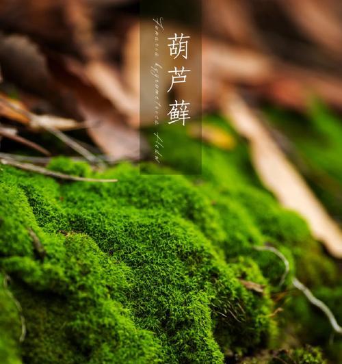 防止植物落叶的有效措施是什么？如何应对植物季节性落叶？