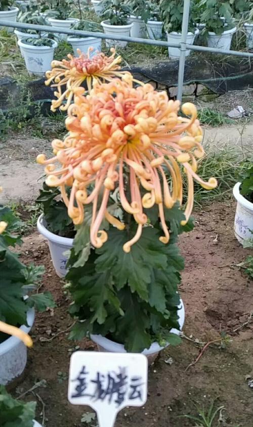 荷兰菊有多少品种？荷兰菊品种间的区别在哪里？