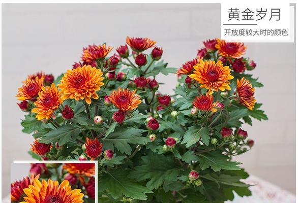 荷兰菊有多少品种？荷兰菊品种间的区别在哪里？