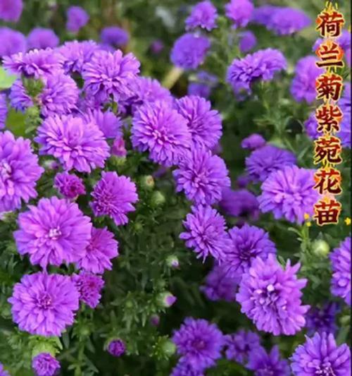 荷兰菊有多少品种？荷兰菊品种间的区别在哪里？