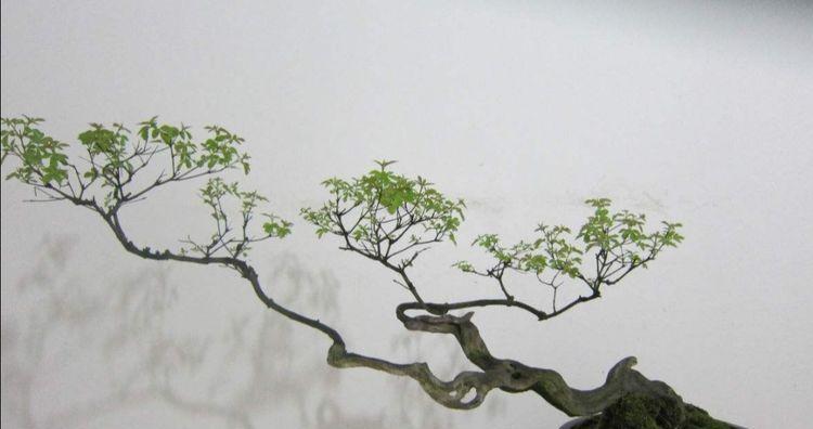 黄荆盆景的养护要点是什么？