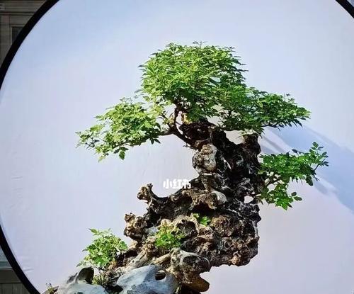 黄荆盆景的养护要点是什么？