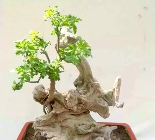 黄荆盆景的养护要点是什么？
