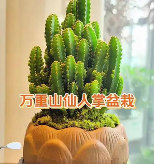 仙人掌的养殖技巧是什么？