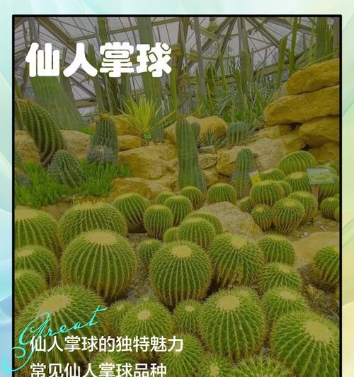 仙人掌的养殖技巧是什么？
