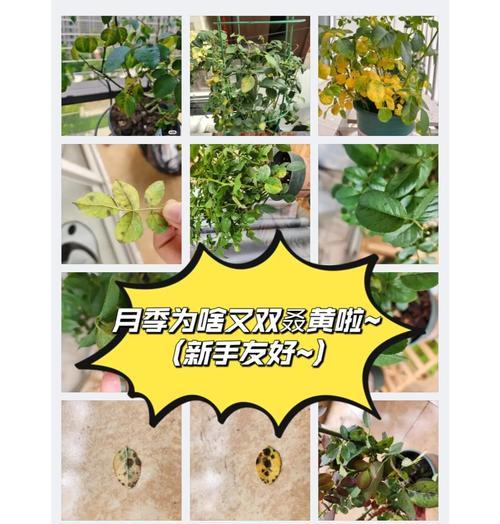 芦荟黄叶的原因及解决方法是什么？