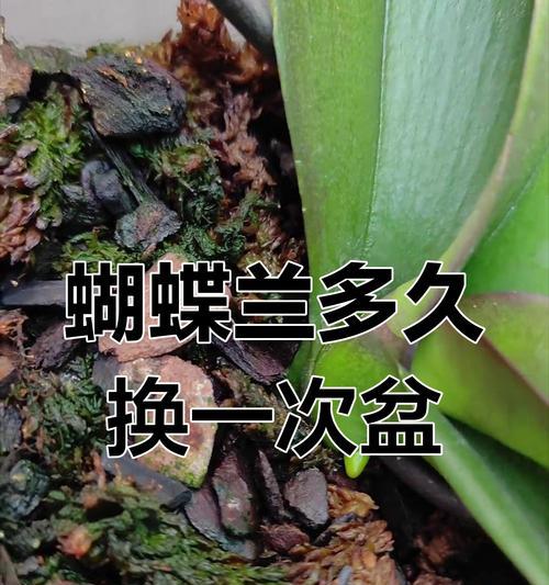 蝴蝶兰上盆方法是什么？如何正确上盆蝴蝶兰？