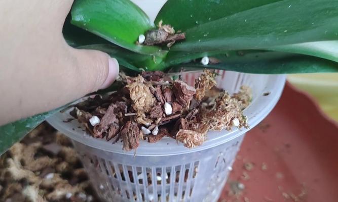 蝴蝶兰上盆方法是什么？如何正确上盆蝴蝶兰？