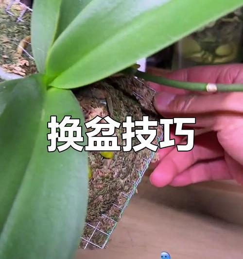 蝴蝶兰上盆方法是什么？如何正确上盆蝴蝶兰？