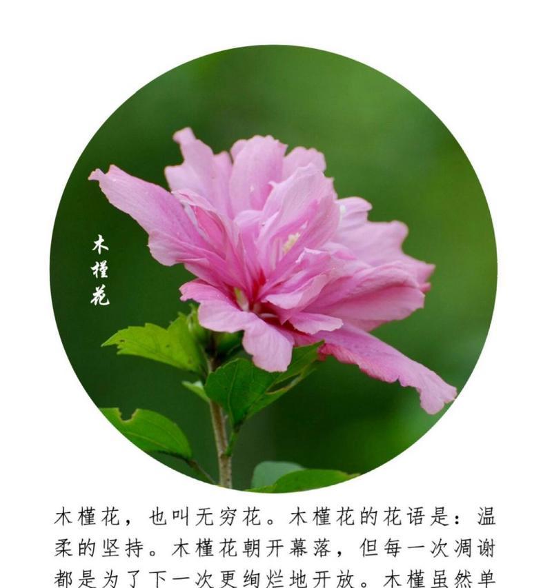 木槿花有哪些品种？木槿花品种的养护和繁殖方法是什么？