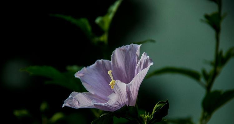 木槿花有哪些品种？木槿花品种的养护和繁殖方法是什么？