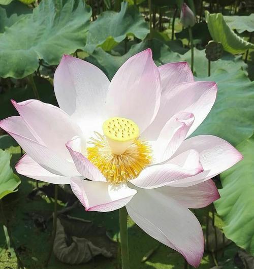 莲之花化妆品效果如何？用户评价和使用体验分享？