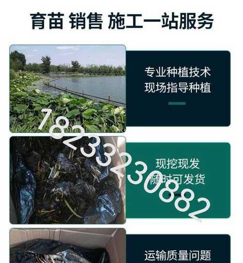 荷花的栽种方法有哪些？