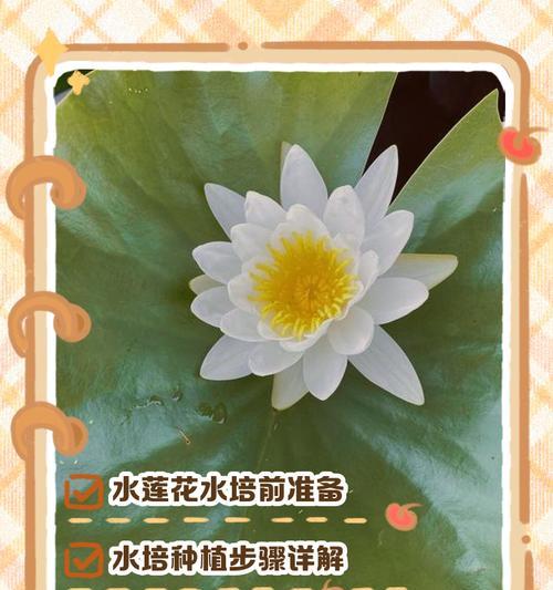 荷花的栽种方法有哪些？