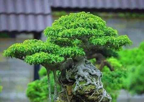 盆景树养护要点有哪些？如何养好盆景树保持美观？