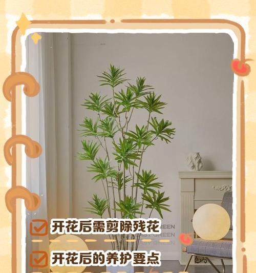 百合竹水培的管理技巧和常见问题有哪些？