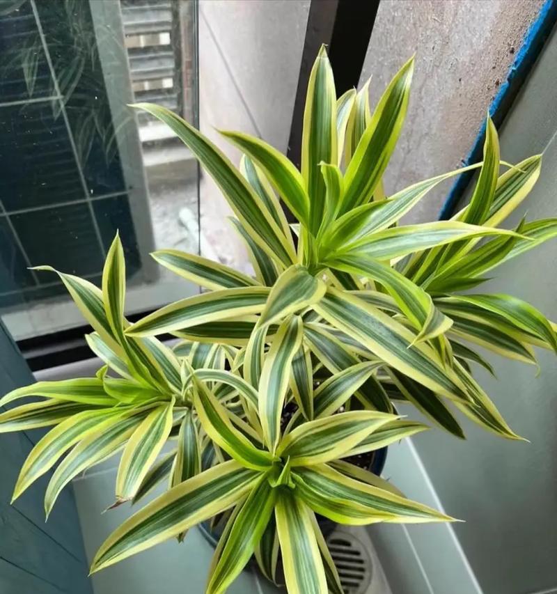 百合竹水培的管理技巧和常见问题有哪些？