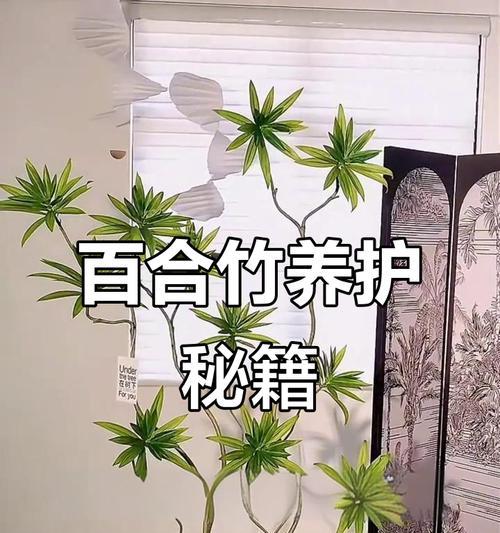 百合竹水培的管理技巧和常见问题有哪些？