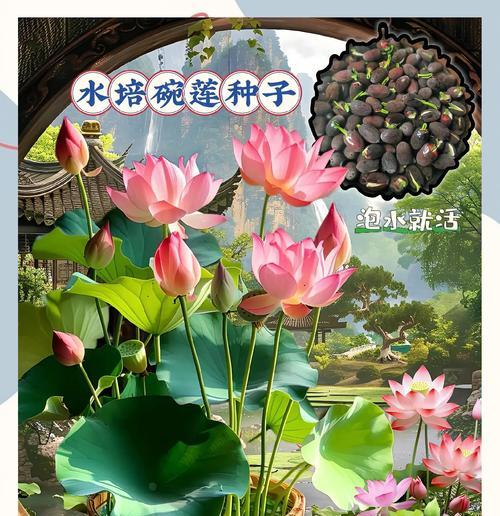 碗莲种植的正确步骤是什么？