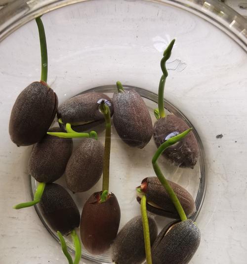 碗莲种植的正确步骤是什么？