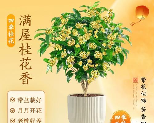 四季桂浇水技巧有哪些？如何正确进行？