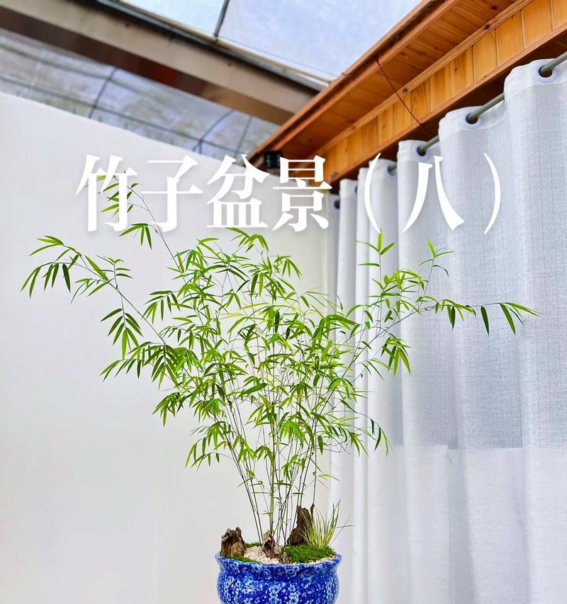 室内有哪些适合的盆景？盆景的养护方法是什么？