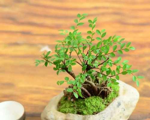 室内有哪些适合的盆景？盆景的养护方法是什么？