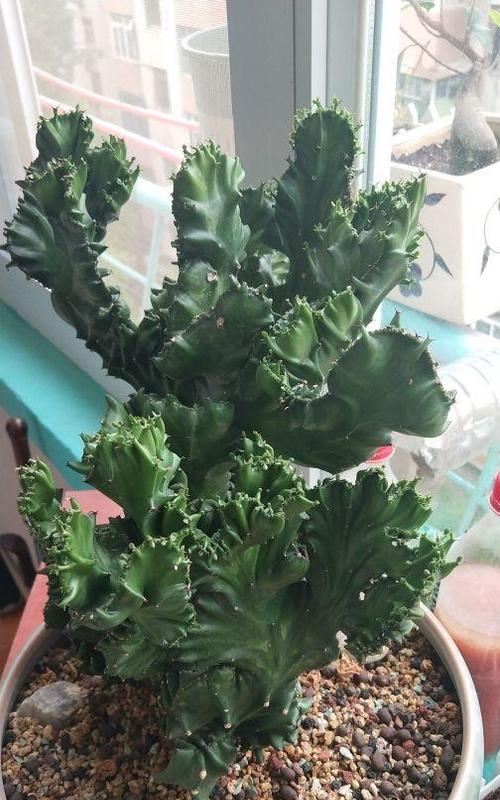 麒麟花适合哪种花盆？如何选择合适的花盆？