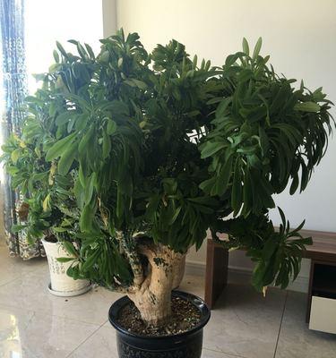 麒麟花适合哪种花盆？如何选择合适的花盆？
