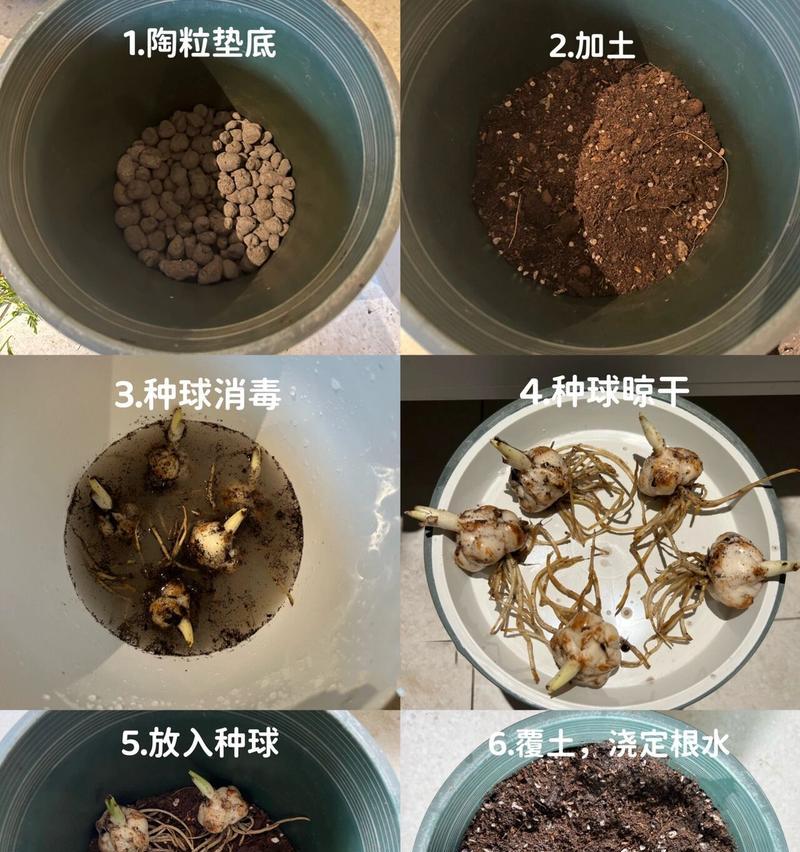 百合的种植步骤和注意事项是什么？