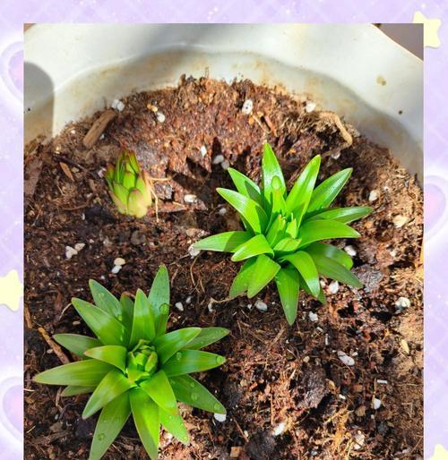 百合的种植步骤和注意事项是什么？