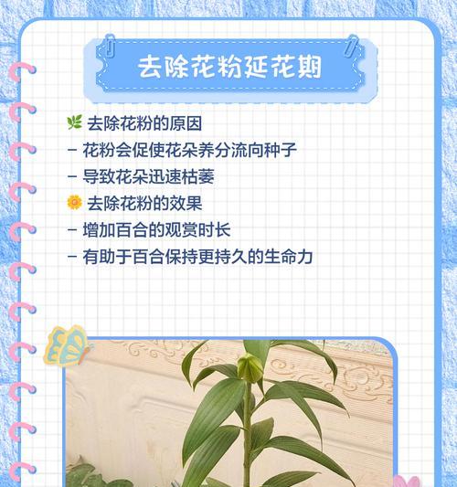 百合的种植步骤和注意事项是什么？