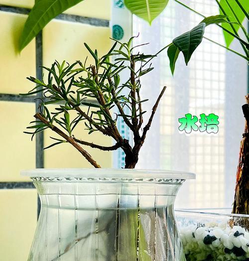 迷迭香修剪的最佳时机和方法是什么？