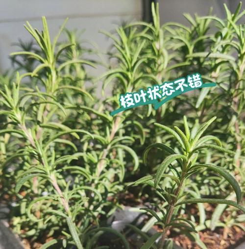 迷迭香修剪的最佳时机和方法是什么？