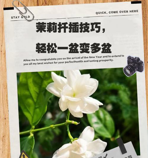 茉莉花扦插技巧有哪些？如何扦插茉莉花？