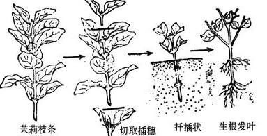 茉莉花扦插技巧有哪些？如何扦插茉莉花？