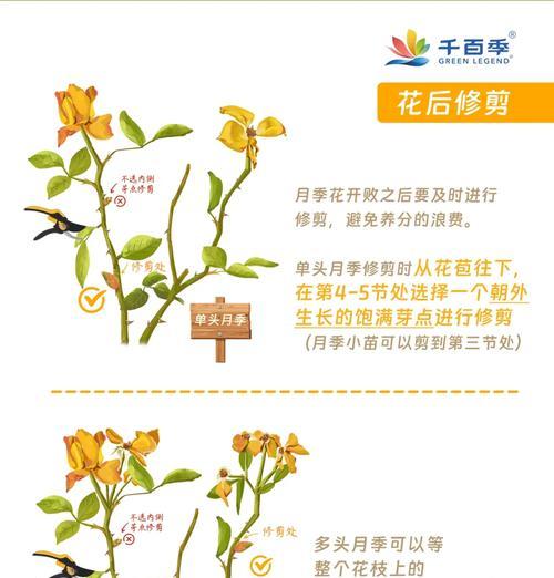 玫瑰花修剪的技巧和注意事项是什么？