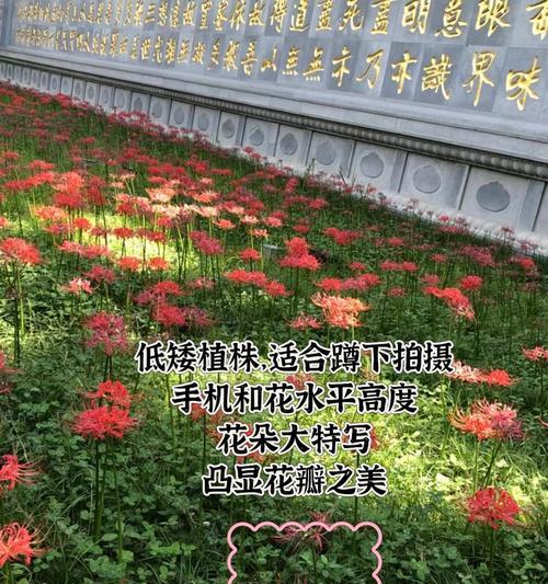 曼珠沙华种植的正确步骤是什么？