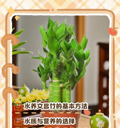 水培竹子生根的秘诀是什么？
