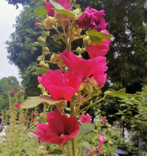 在高楼阳台上种植哪种花最合适？