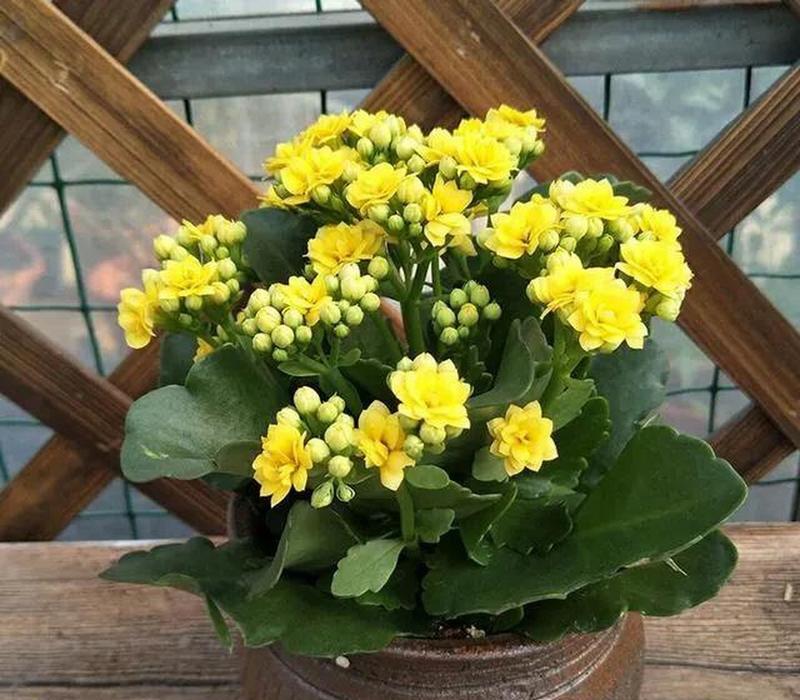 花朵的品种有哪些？如何选择适合自己的花朵品种？