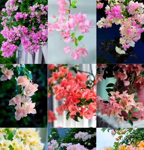花朵的品种有哪些？如何选择适合自己的花朵品种？